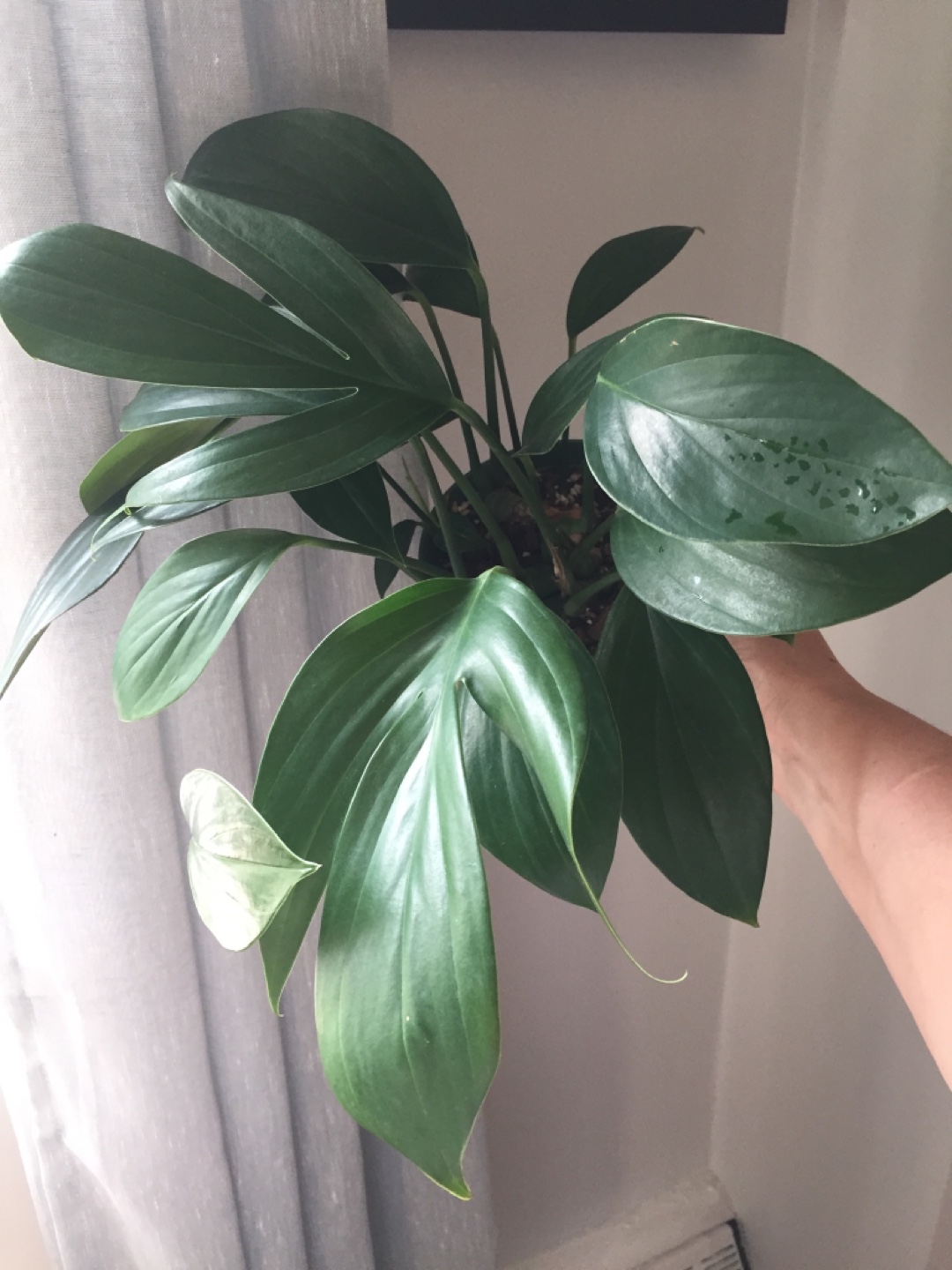 Rhaphidophora Decursiva