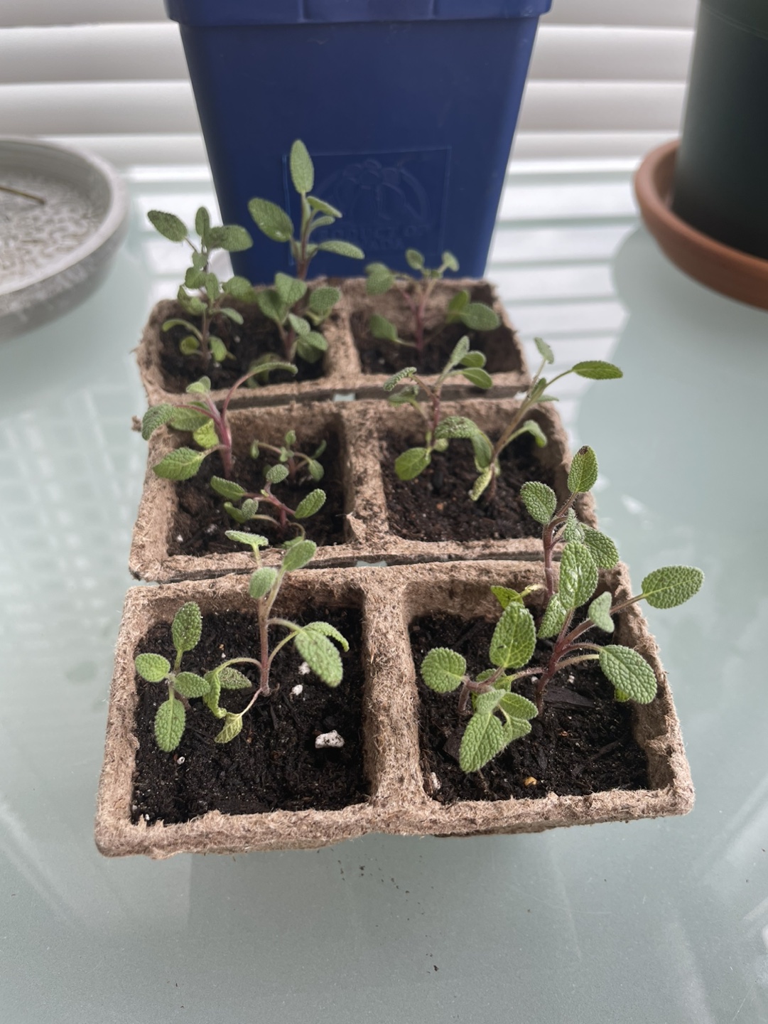 Sage Herb Plants thumbnail