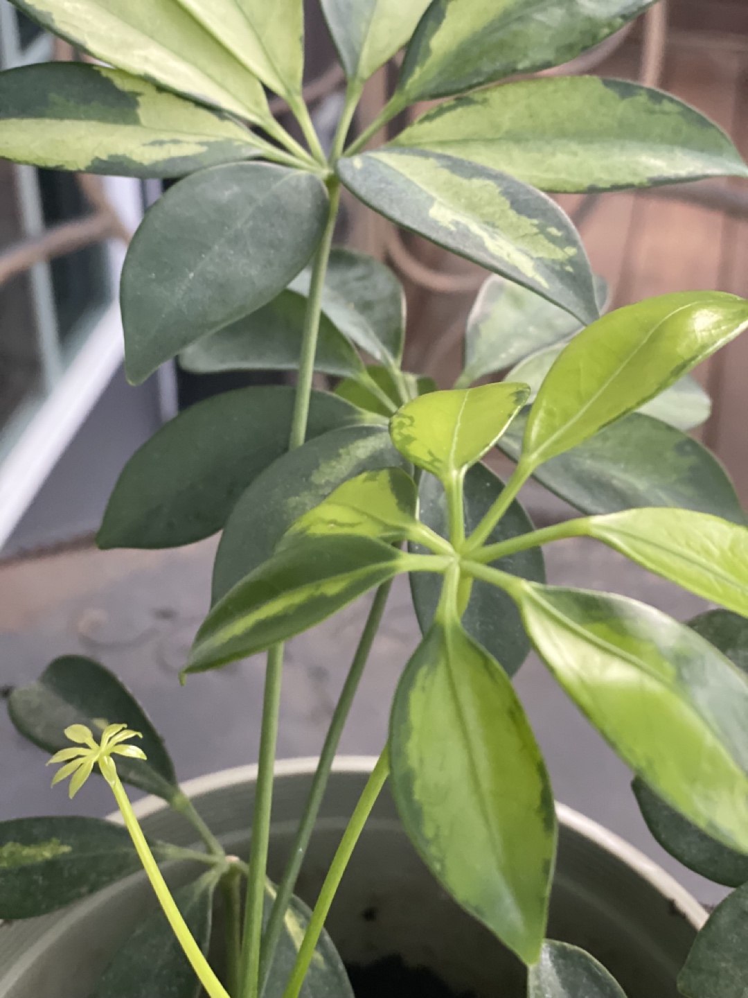 Variegated Schefflera (umbrella) plant - photo 2