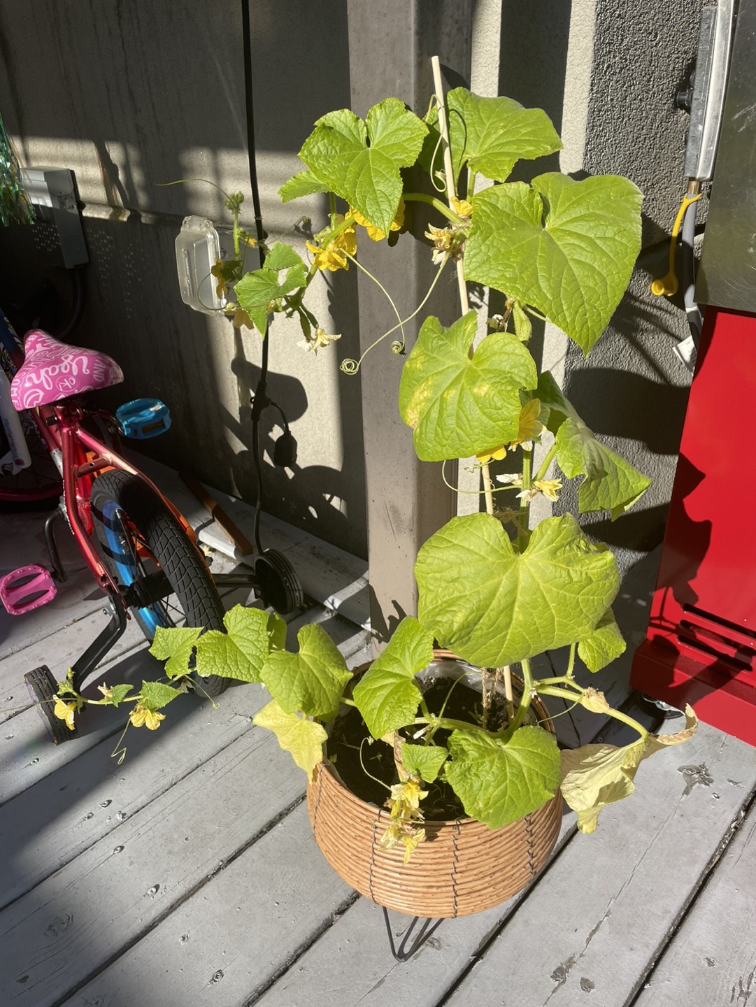 Moving sale: Organically grown cucumbers in a pots - photo 5