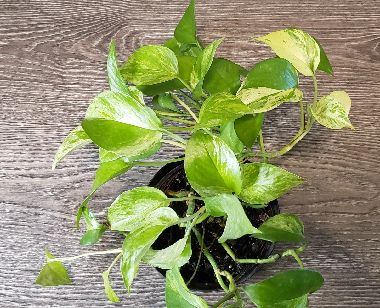marble queen pothos