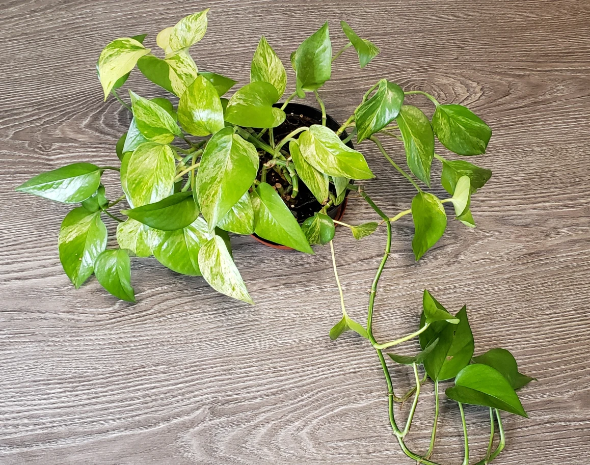 marble queen pothos - photo 3