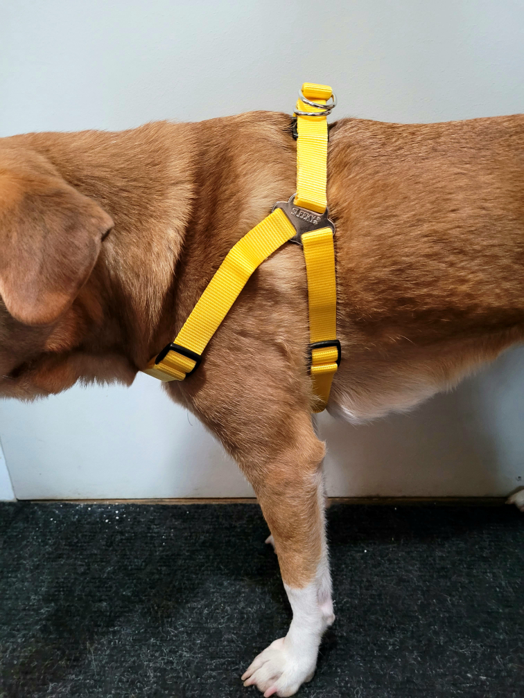 NEW Step in harness - photo 2