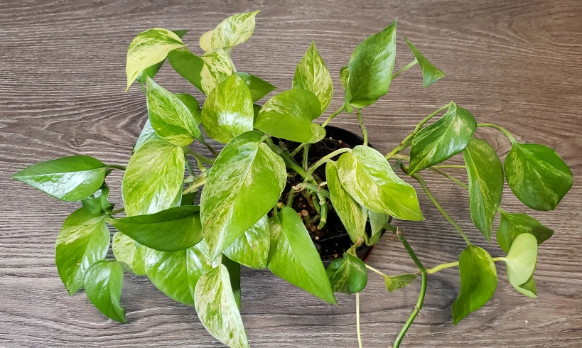 marble queen pothos - photo 2