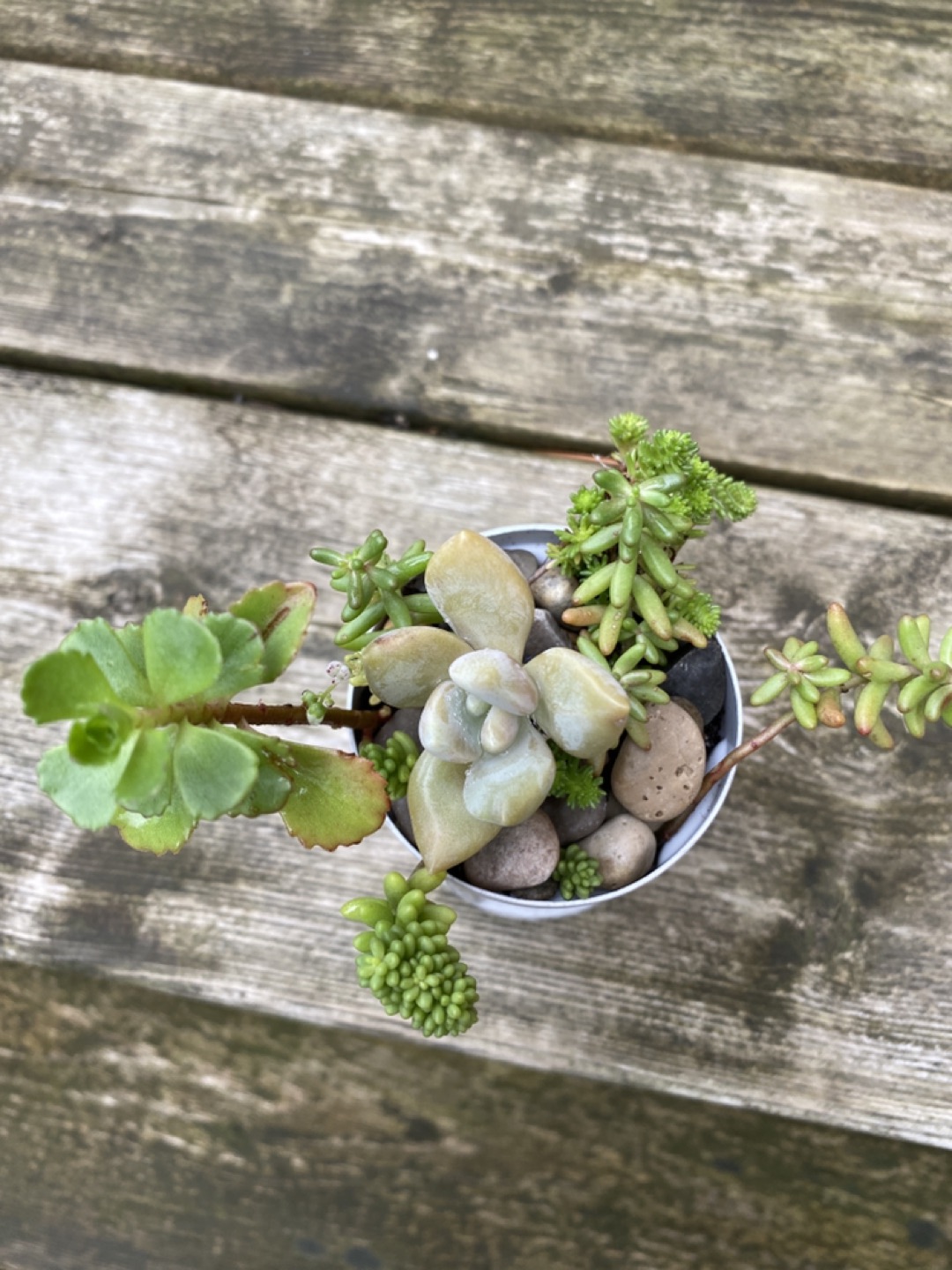 Succulents free cycle image indicator(2)