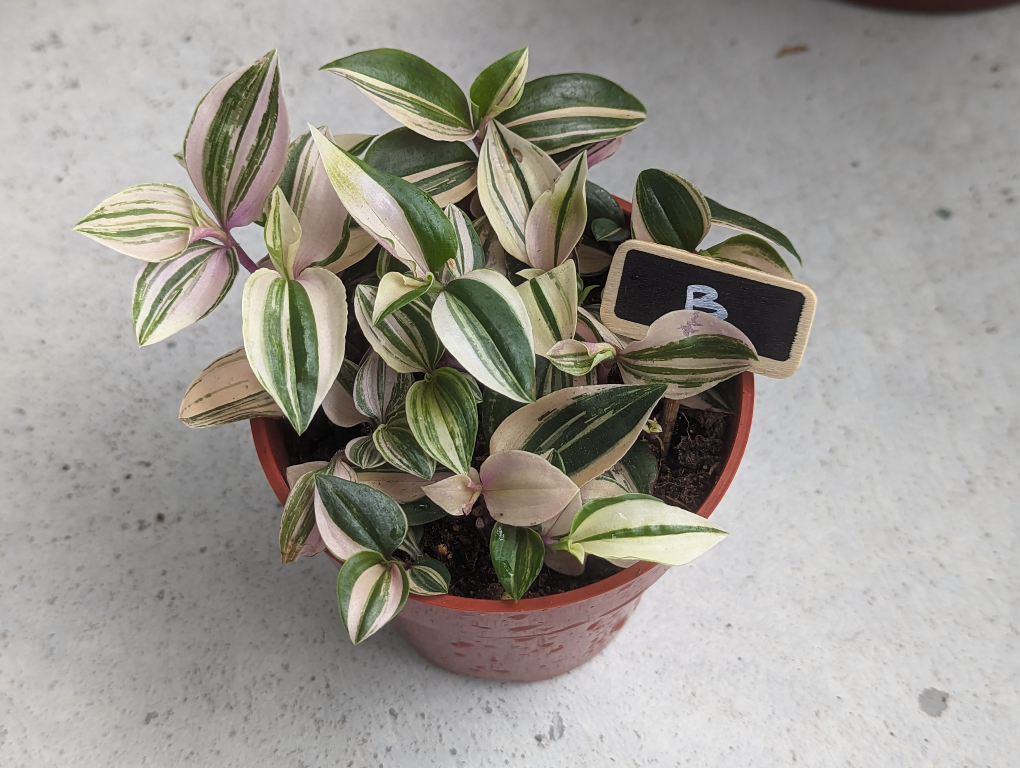 Tradescantia Tricolor Wandering Jew image indicator(4)