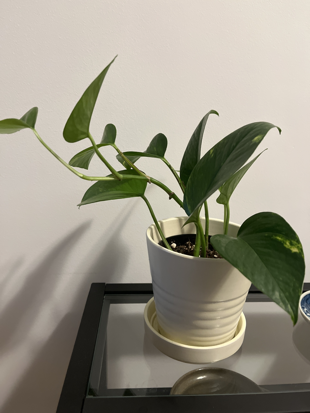 Pothos plant thumbnail