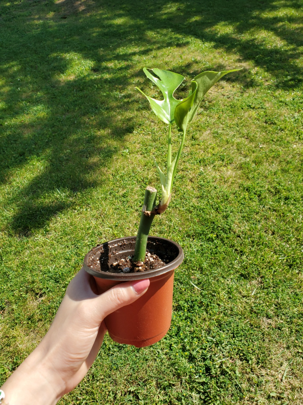 💰 mini monstera image indicator(2)