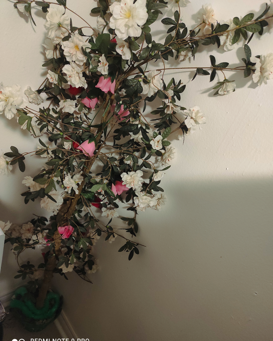 tall tree image indicator(2)