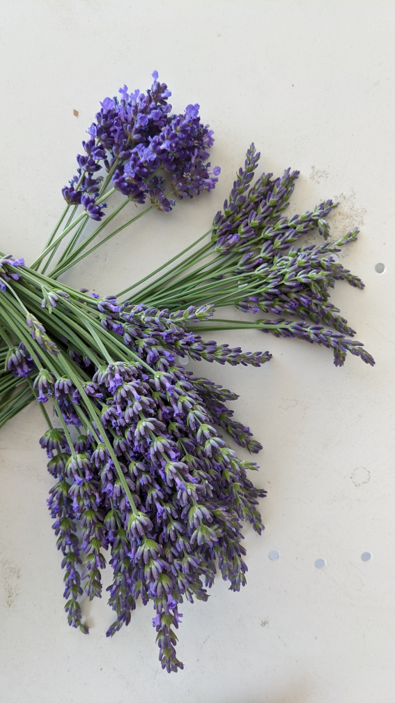 fresh cut lavender