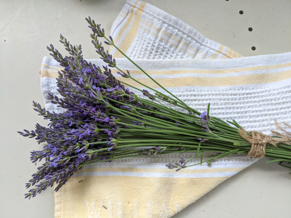 fresh cut lavender - photo 2