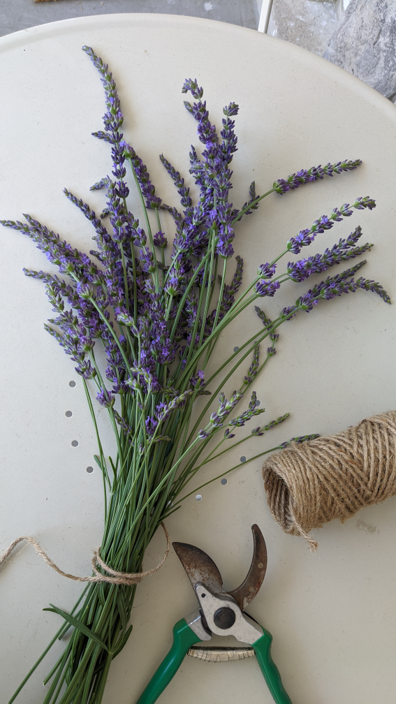fresh cut lavender - photo 3