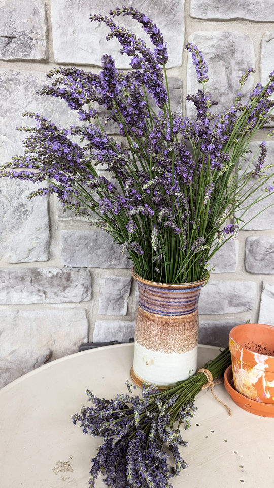 fresh cut lavender - photo 4