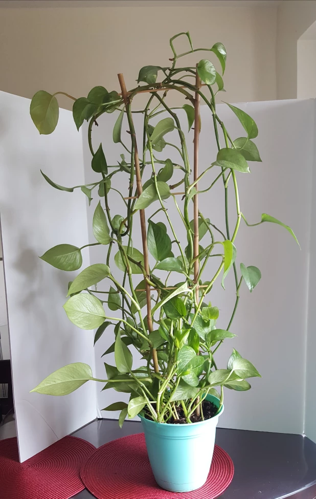 Large Money Plant image indicator(2)