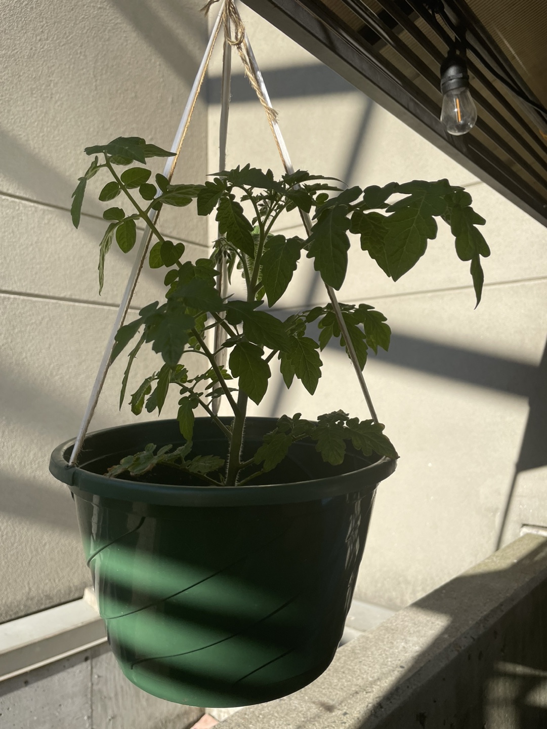 Tomatoes plants in different pots - photo 5