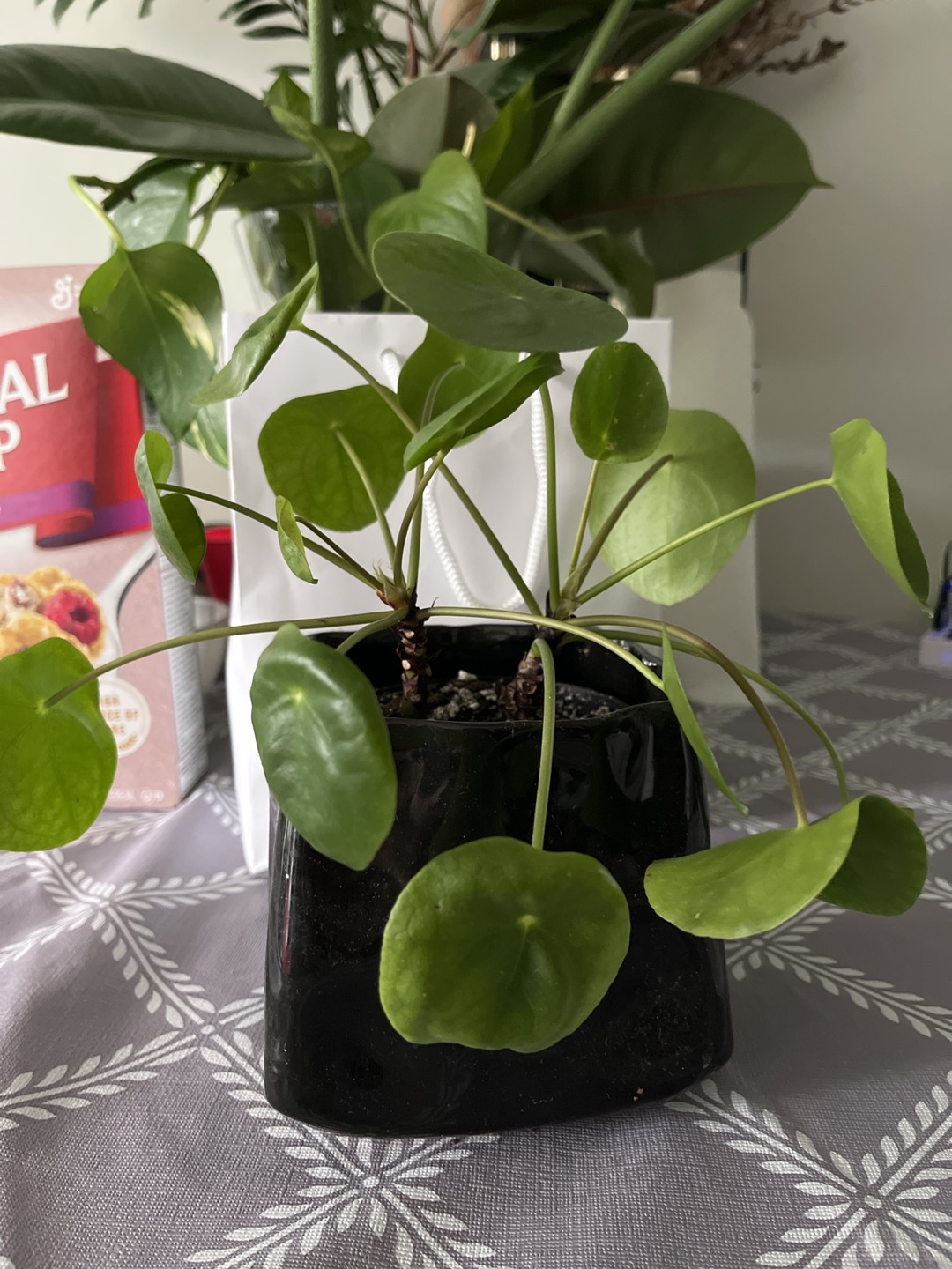 Pilea Peperomioides plant thumbnail