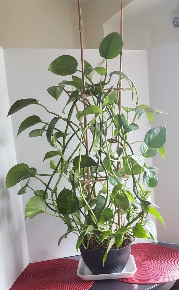 Large Money Plant image indicator(2)