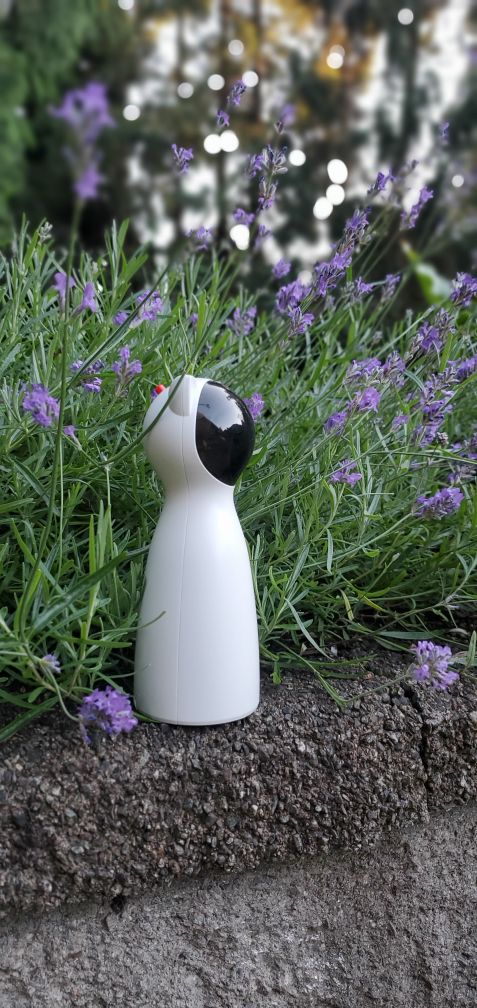 💰Cat Interactive lazer toy automatic lazer pointer image indicator(7)