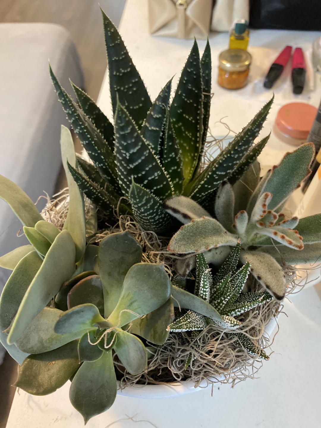 Succulent planter - small