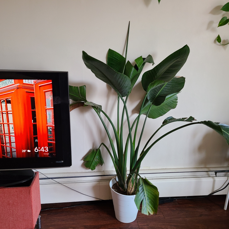 Banana Leaf Plant-50% off market price (Moving Sale)