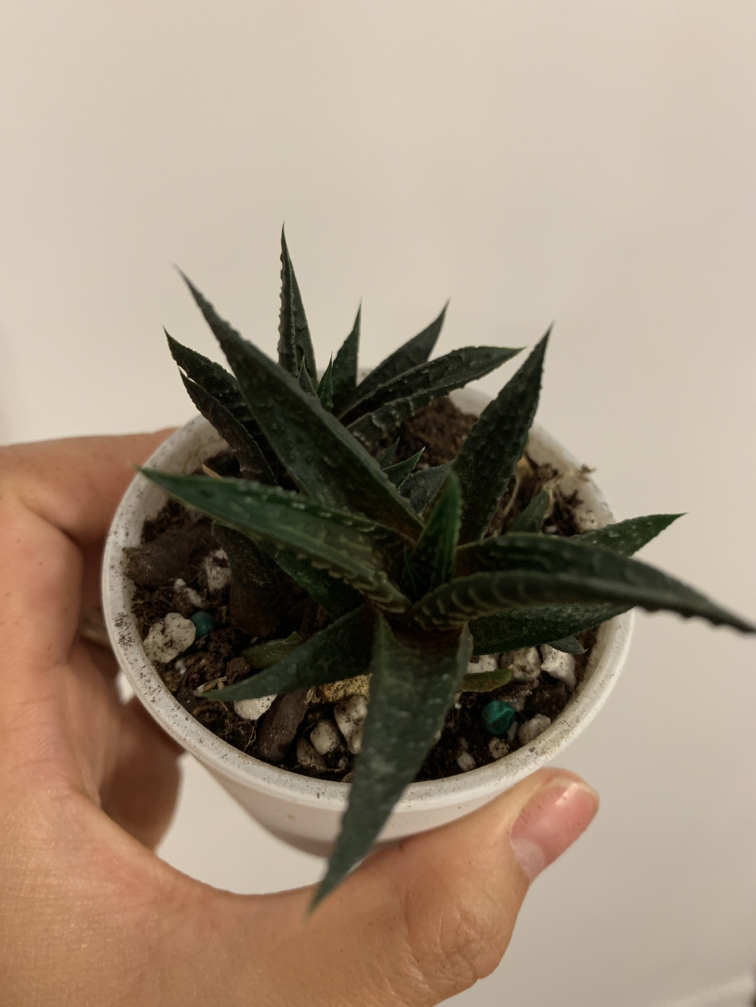 Healthy succulents - photo 2