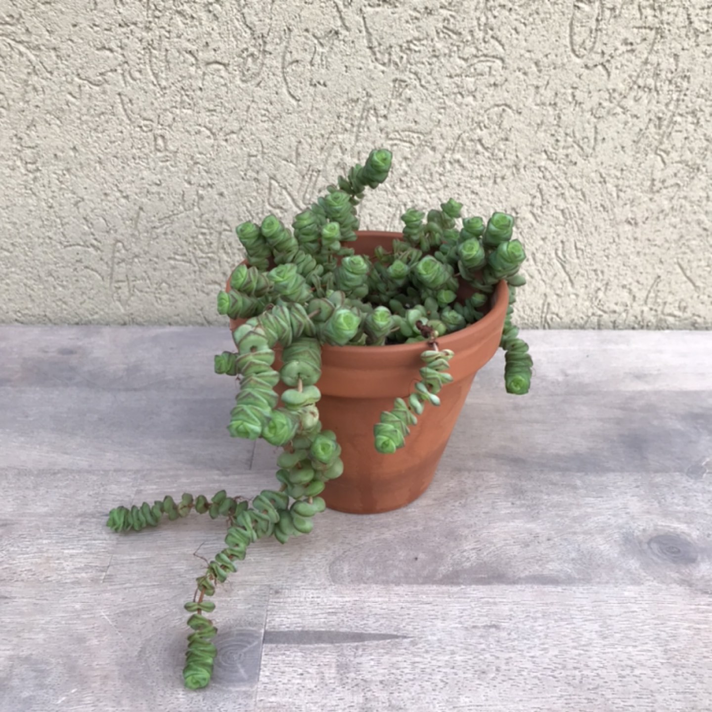 4” string of buttons image indicator(3)