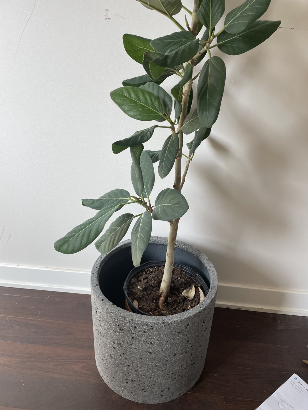 Audrey ficus + cement pot thumbnail