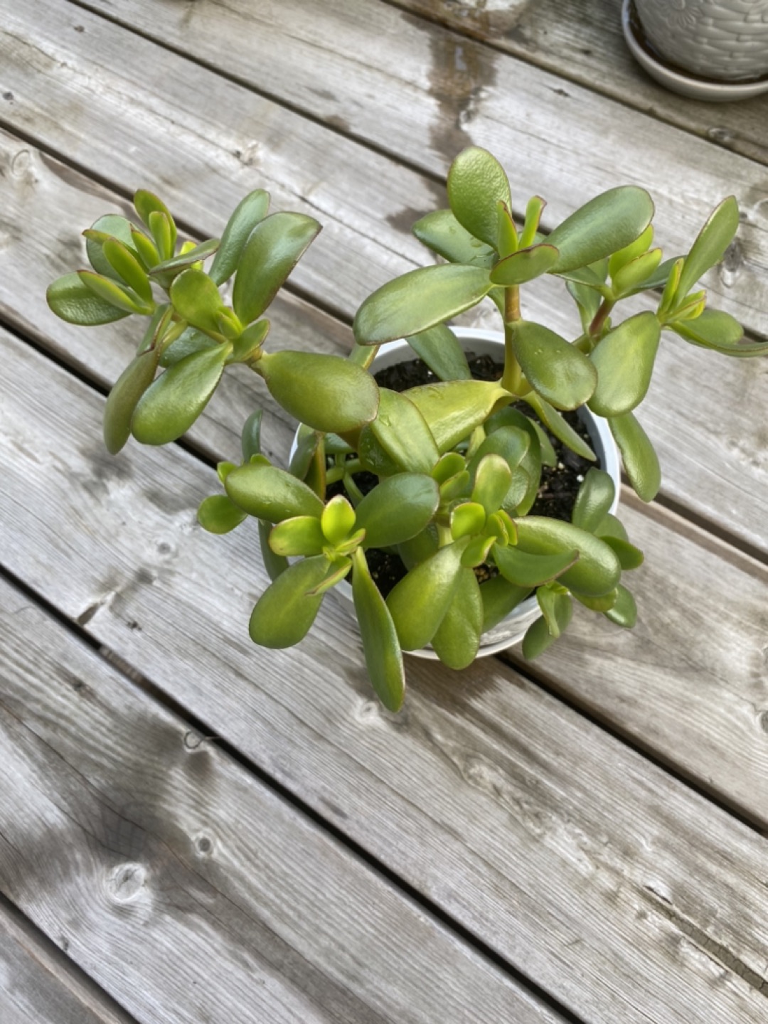 JADE PLANT - photo 2
