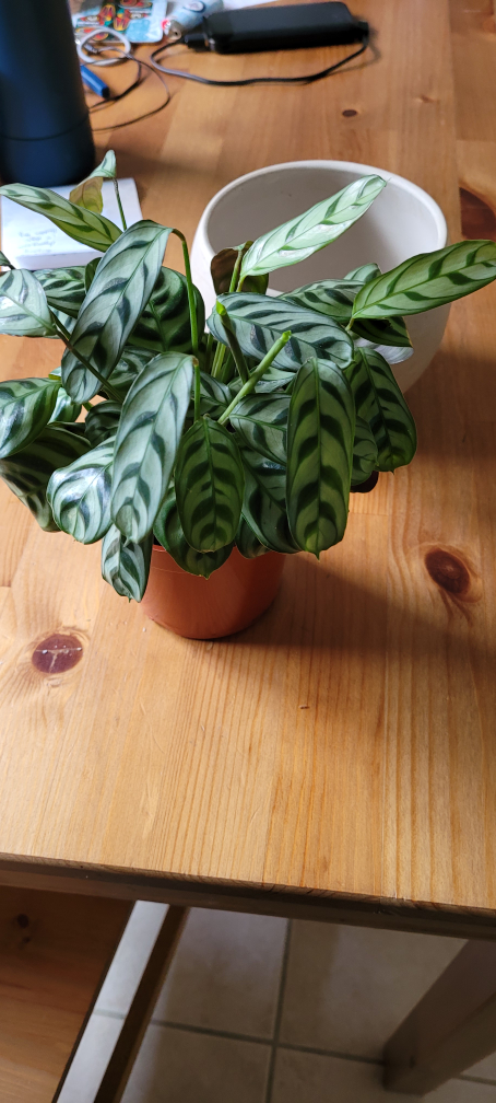 marantaceae plant and vase