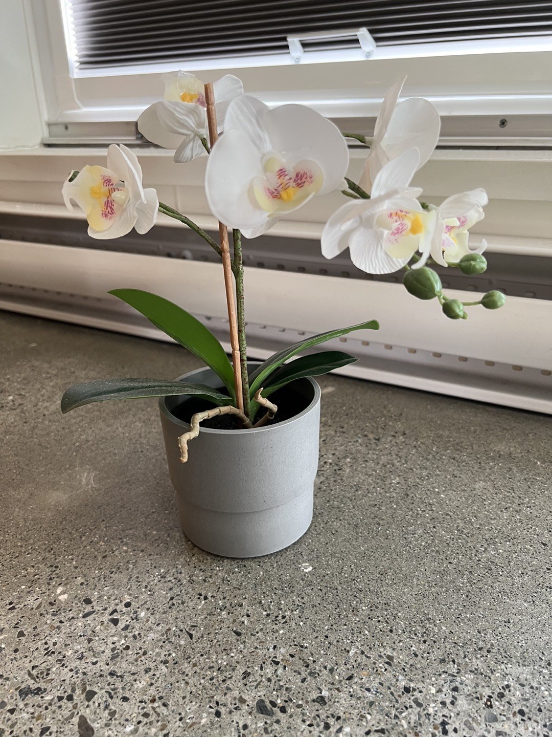 Orchid plant thumbnail