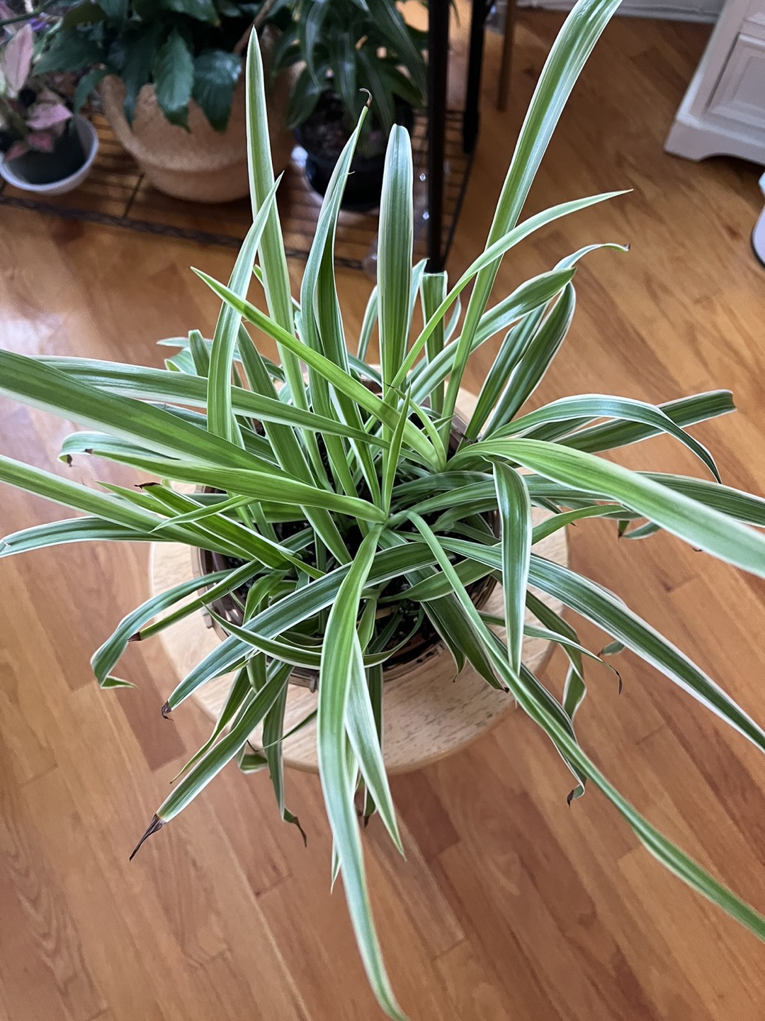 Spider plants - photo 2