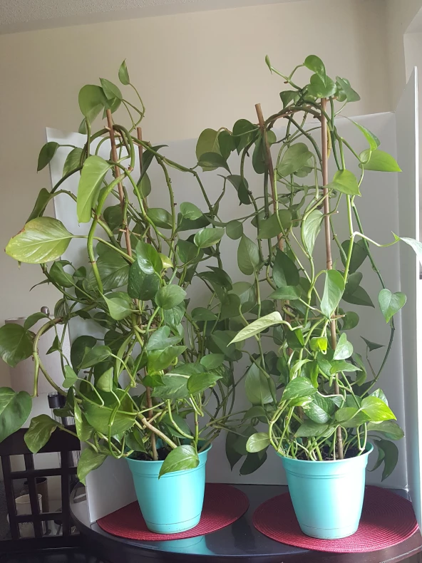 Two Large Money Plants image indicator(2)