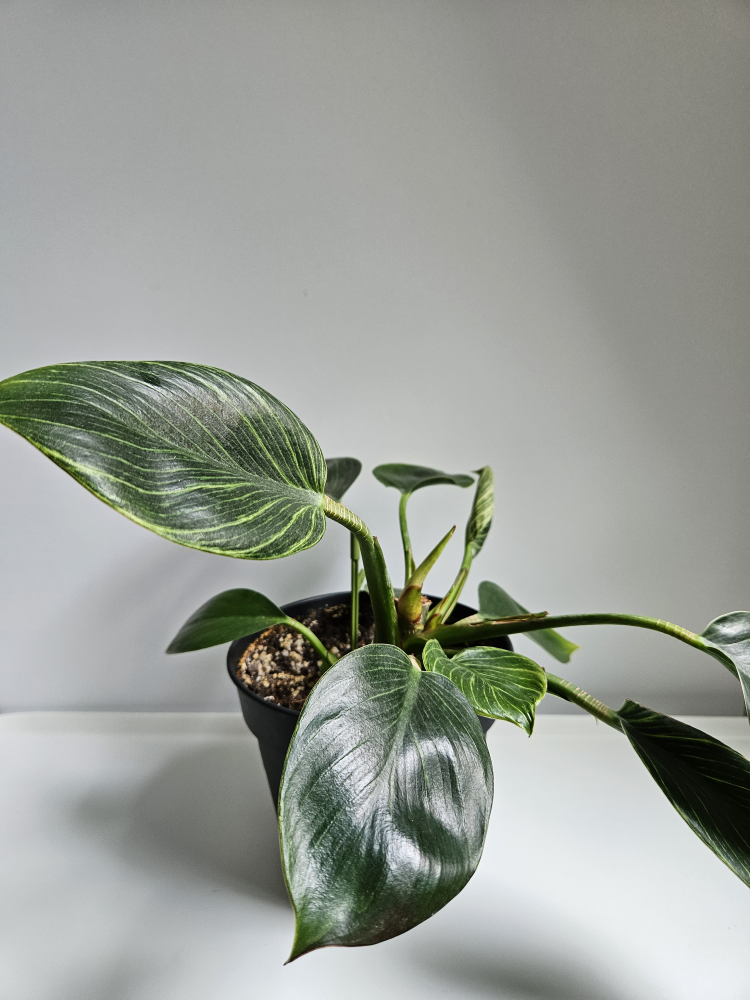 Philodendron Birkin Plant 