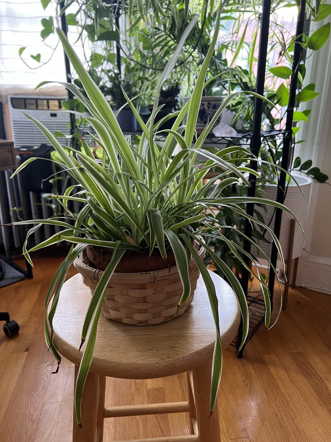 Spider plants