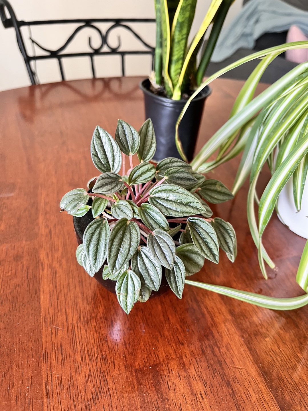 Indoor plants for sale - 3 in nos - photo 4