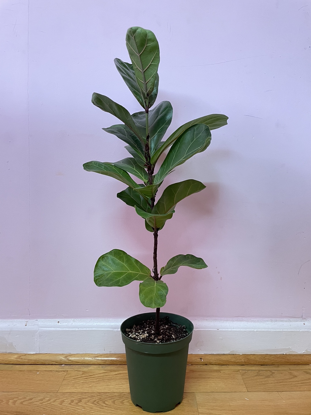Fiddle Leaf Fig Plant - photo 2