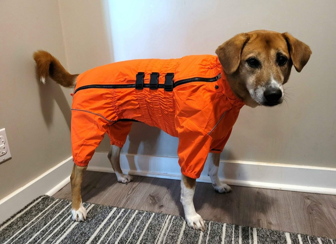 Dog rain jacket size 2XL - photo 3