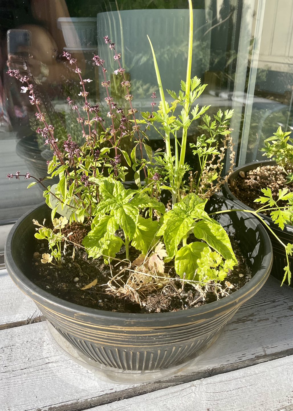 Plant sale: thyme, paper, parsley, lavender, basil, lily - photo 2