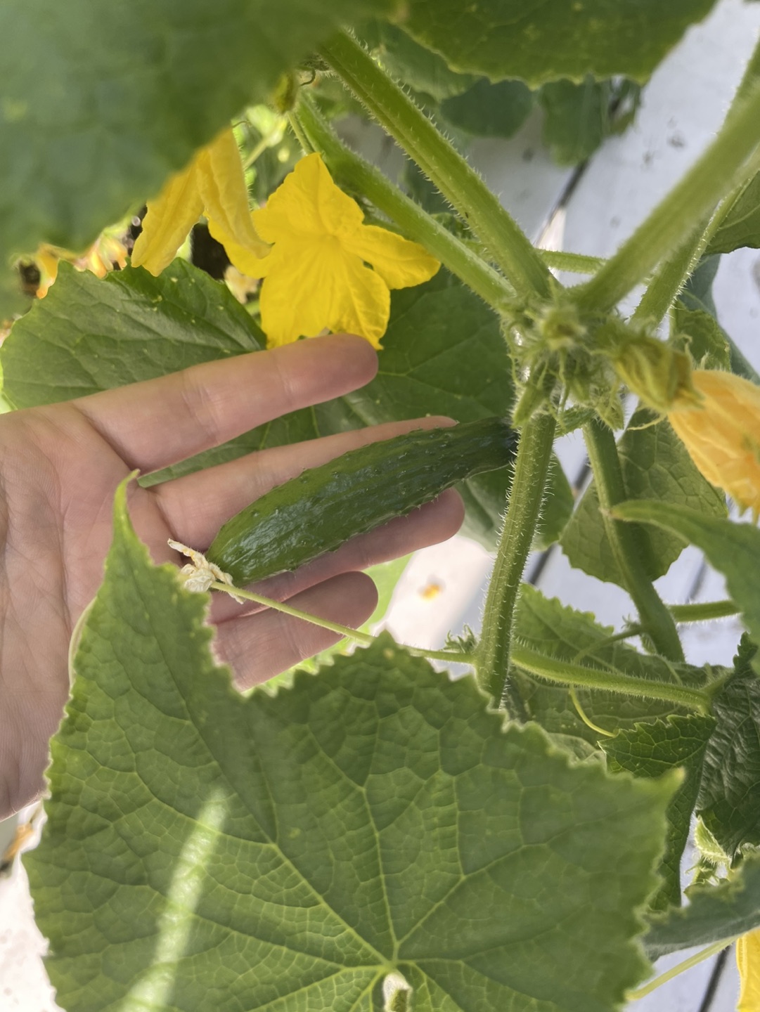 Moving sale: Organically grown cucumbers in a pots