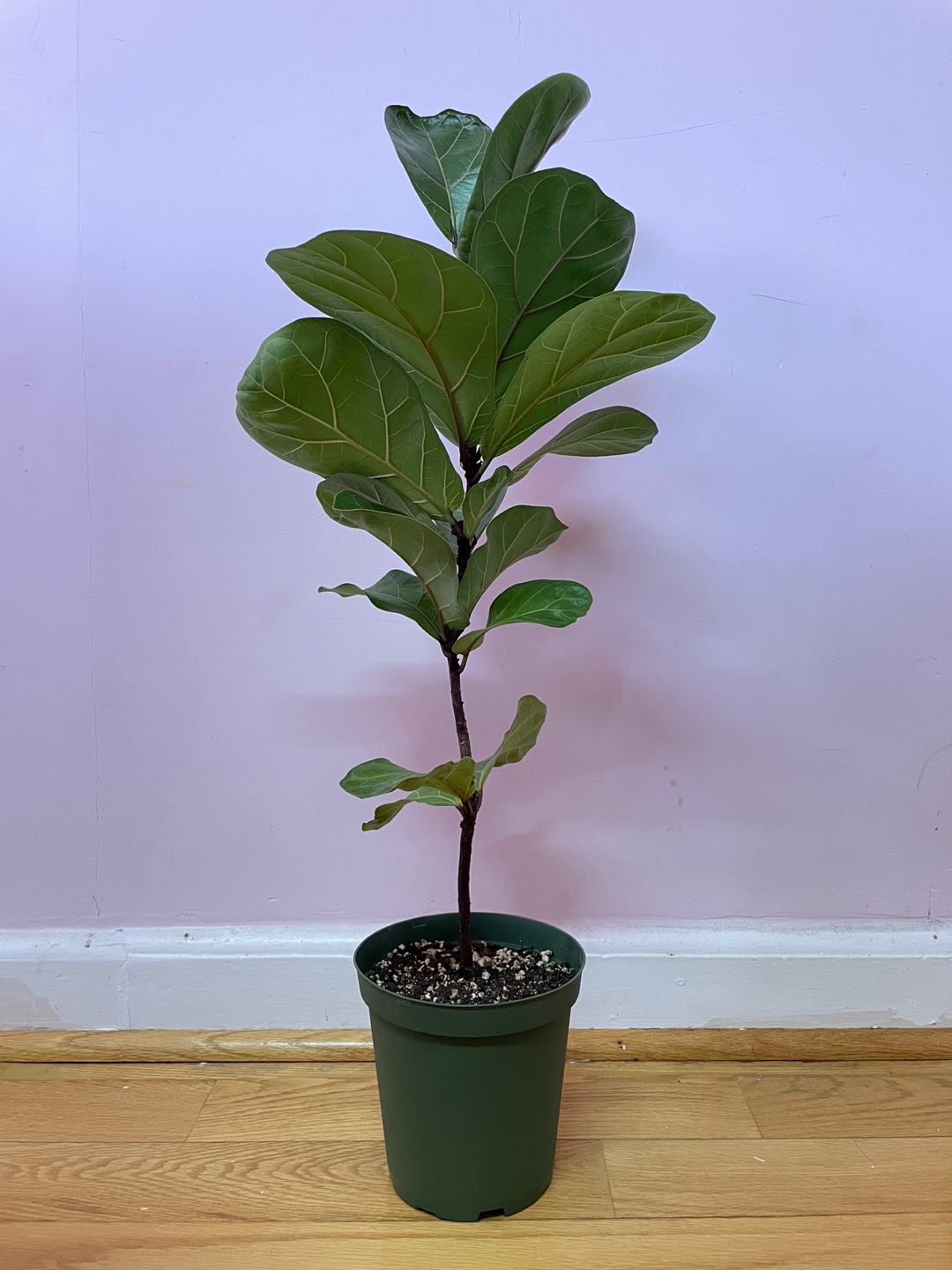 Fiddle Leaf Fig Plant