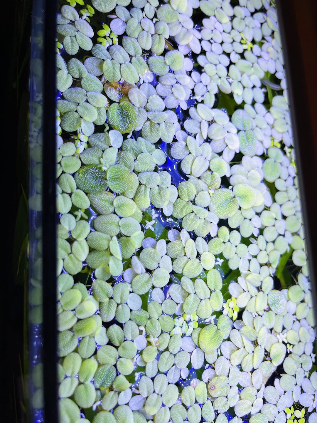 Aquatic Plants - hornworts and water spangle - photo 2