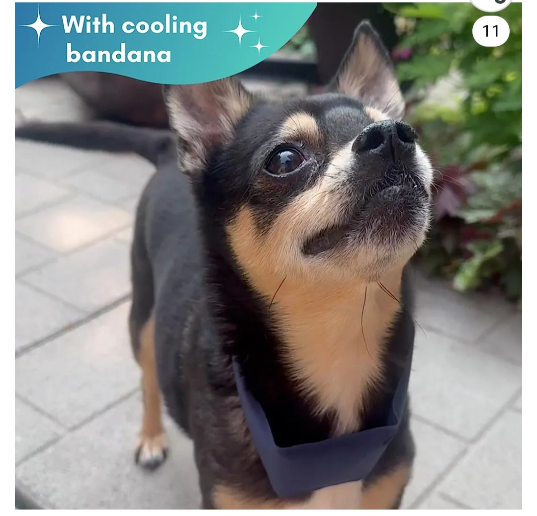 Brand New Cooling Mat for Dogs Cats Pets - photo 4