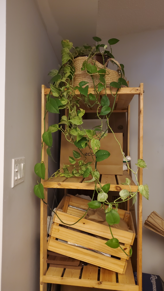 Long Pothos Plant thumbnail