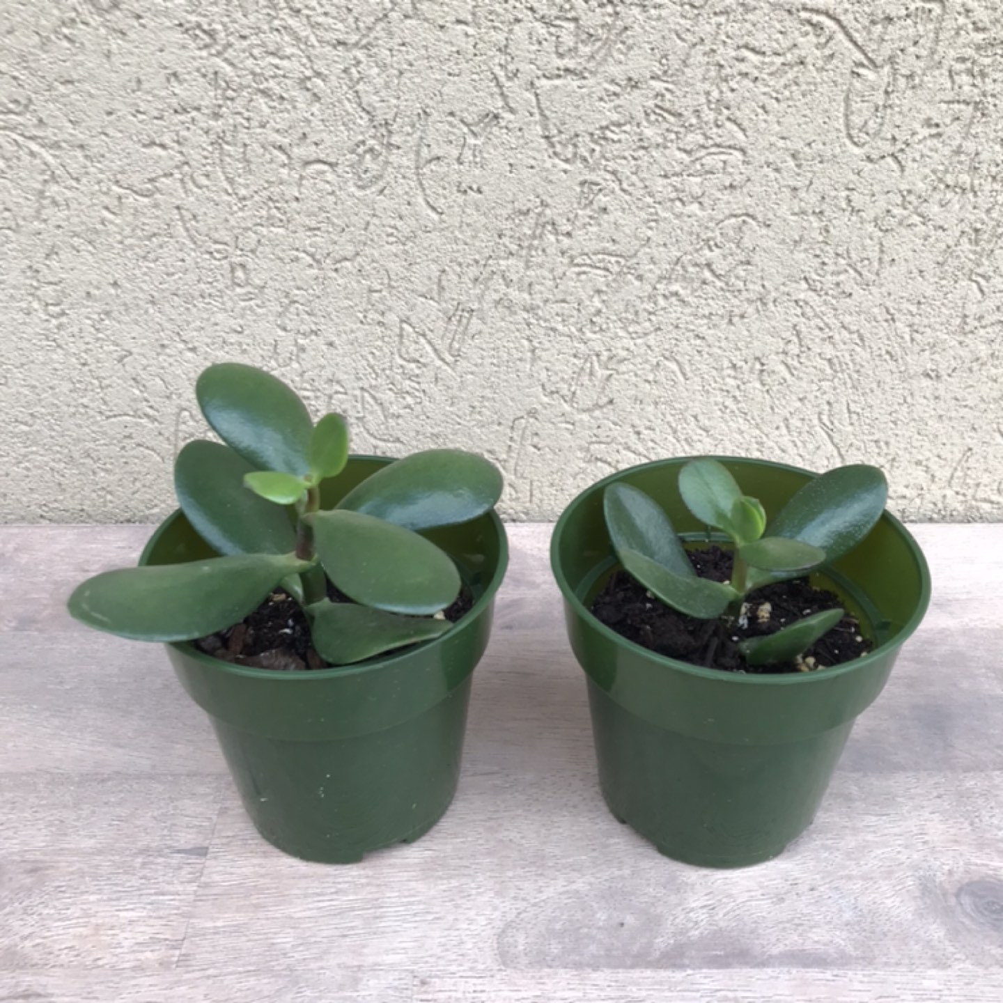 Jade plants thumbnail