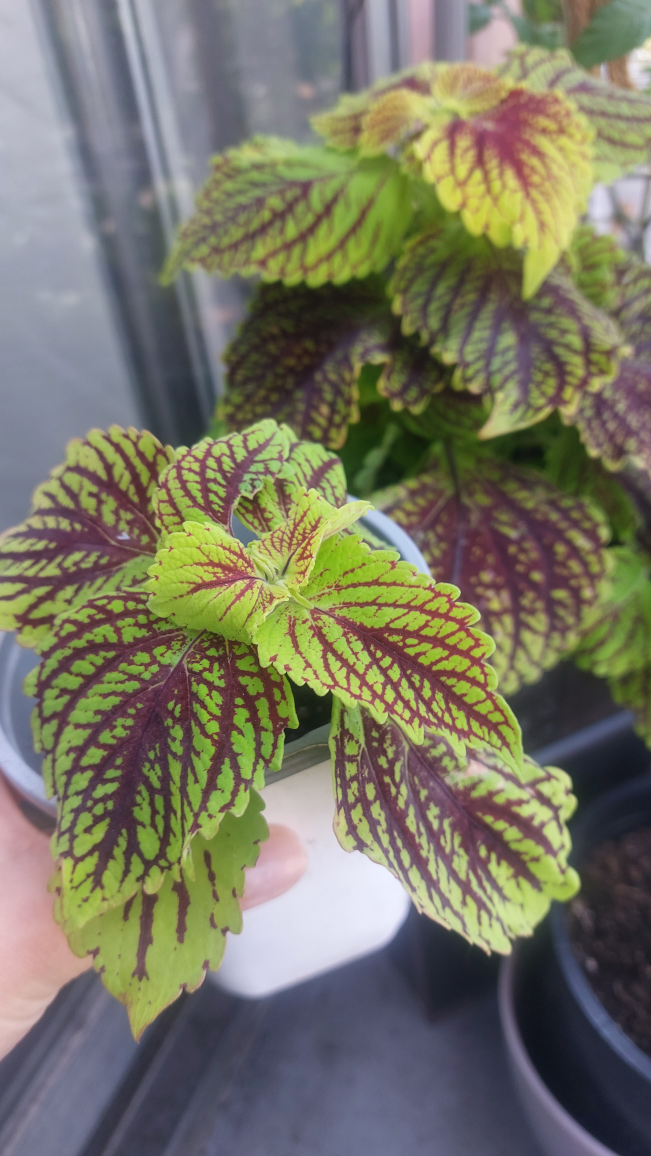 Coleus - photo 2