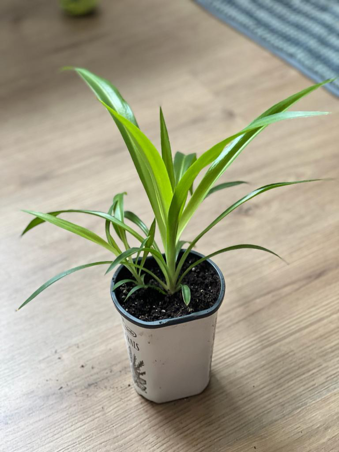 Green and Variegated spider plants