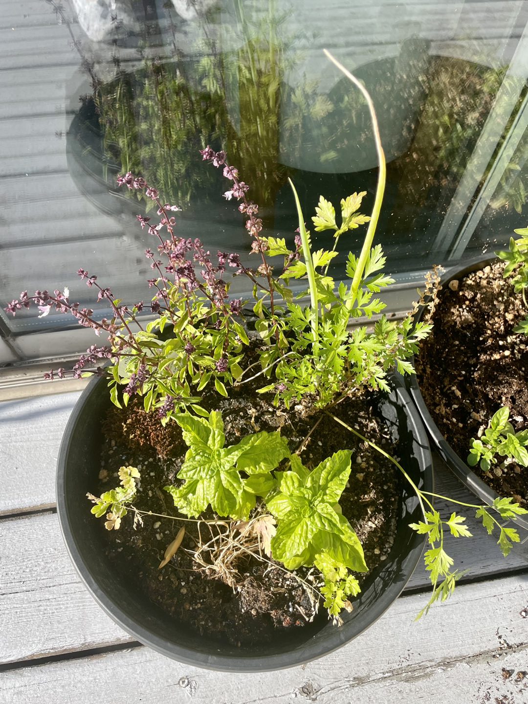 Plant sale: thyme, paper, parsley, lavender, basil, lily - photo 3