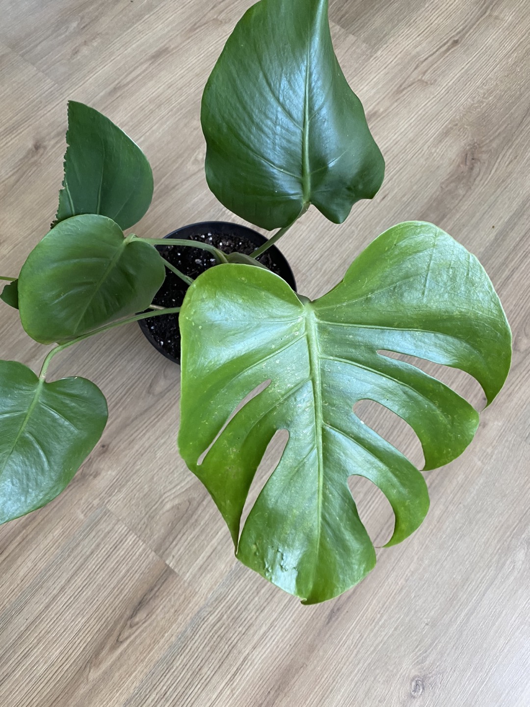 Monstera in 8” pot