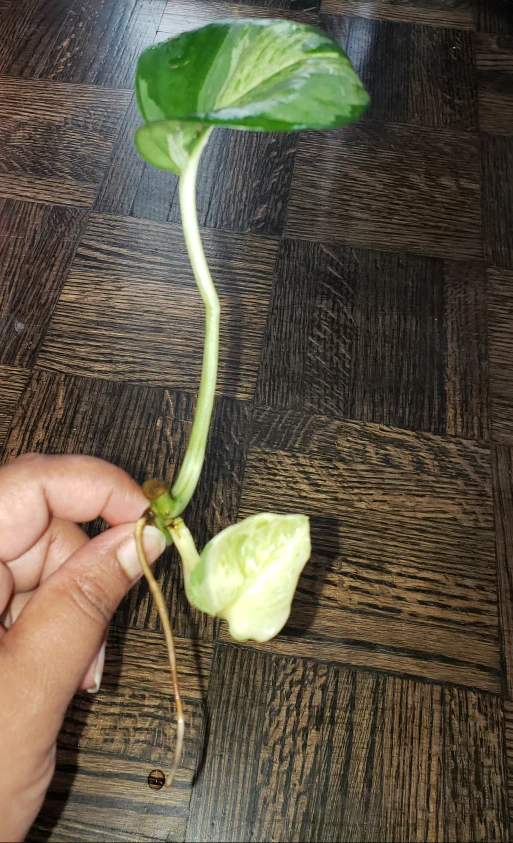 Manjula Pothos rooted cuttings thumbnail