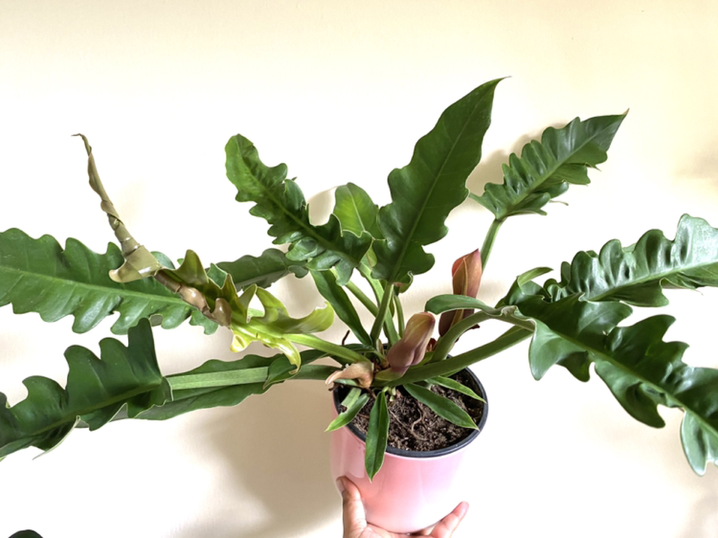 XL Rare Jungle Boogie Philodendron Narrow Escape thumbnail